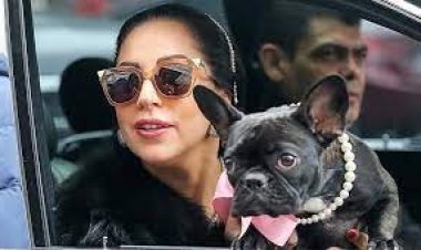 লেডি গাগার কুকুর হত্যায় ২১ বছরের জেল