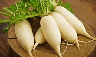 মুলা পছন্দ করেন না? উপকারিতা জানলে ভালো লাগবেই