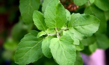 এই ৫ মশলা শীতে রোগ প্রতিরোধ ক্ষমতা বাড়ায়