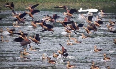 অতিথি পাখির কলতানে মুখর জাহাঙ্গীরনগর বিশ্ববিদ্যালয়