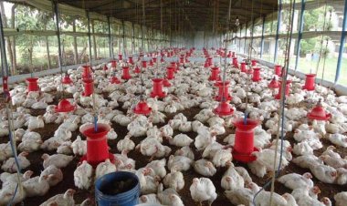 পোলট্রি খাতে বিবির নির্দেশ উপেক্ষিত: ব্যাংক ঋণ পাচ্ছে না ক্ষুদ্র খামারিরা