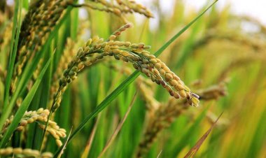 বোরোর উৎপাদন বাড়াতে ১৭০ কোটি টাকার প্রণোদনা