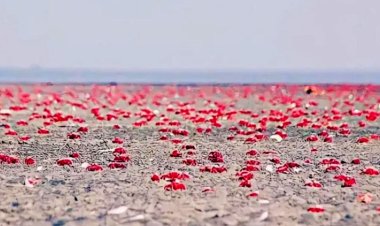 কুয়াকাটার বুকে এক টুকরো সেন্টমার্টিন ‘চরবিজয়’