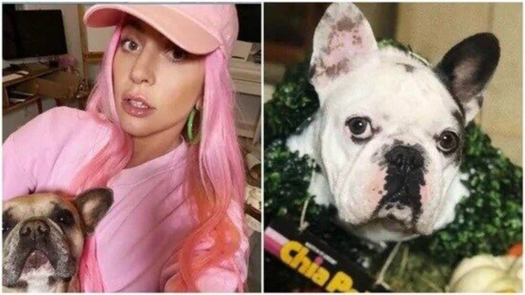  লেডি গাগার কুকুরকে গুলির দায়ে ২১ বছরের জেল