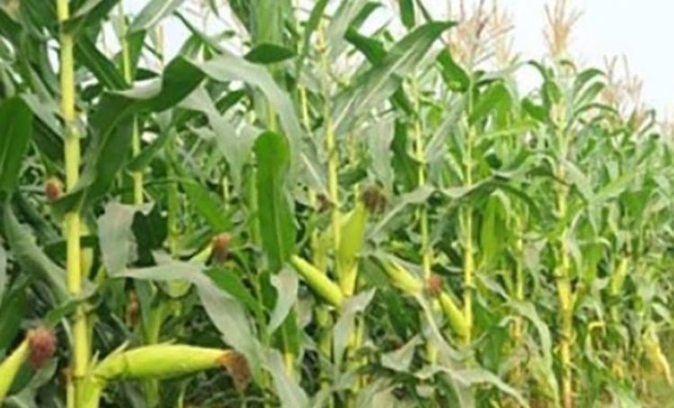 নিখোঁজের পরদিন ভুট্টাক্ষেত থেকে লাশ উদ্ধার