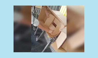 রপ্তানি সম্ভাবনার ব্রাজিলের বাজারে টানা পার্টির হাত