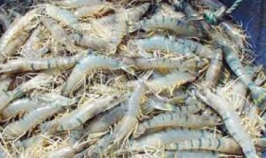 দেশের চিংড়ি রপ্তানিতে অশনিসংকেত