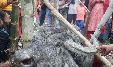 টাঙ্গাইলে পাগলা মহিষের আক্রমণে নিহত ৩