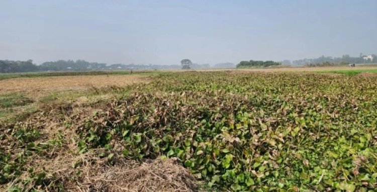 মুন্সীগঞ্জে গ্রামছাড়া অর্ধশতাধিক পরিবার