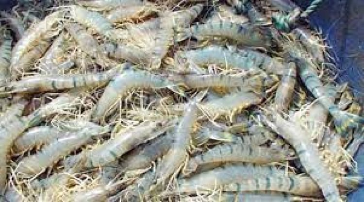 দেশের চিংড়ি রপ্তানিতে অশনিসংকেত