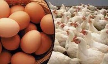 ব্রয়লারের কেজি ২১০ ডিমের হালি ৫০ টাকা