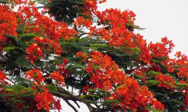 আজ বসন্ত, ভালোবাসার দিন