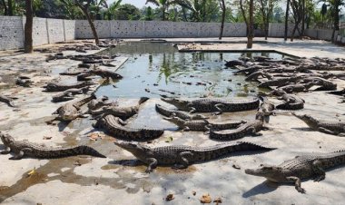 পি কে হালদারের সেই কুমির খামার খুলে দেওয়া হলো পর্যটকদের জন্য