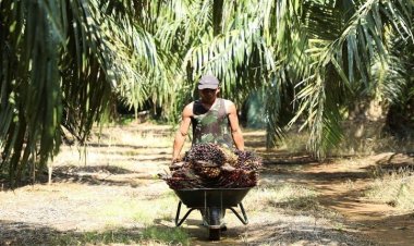 ইইউ’র বিধিনিষেধে মালয়েশিয়ায় ক্ষতিগ্রস্ত হতে পারেন বাংলাদেশিসহ বিভিন্ন দেশের শ্রমিকরা