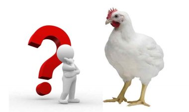 ক্রয় ক্ষমতার বাইরে ব্রয়লার মুরগি, কেজি ২৫০-২৬০ টাকা