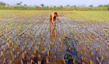 ডুমুরিয়ার বিল ডাকাতিয়ায় নষ্ট হচ্ছে কয়েক হাজার  বিঘা জমির ধান
