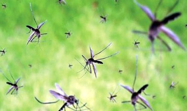 ব্যাপকহারে বেড়েছে কিউলেক্স মশার উপদ্রব