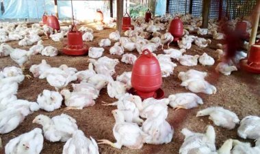 সাড়ে ৬২ হাজার মুরগির খামার বন্ধ