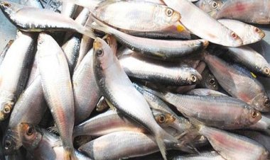 ৩১ মার্চ থেকে ৪ এপ্রিল পর্যন্ত উদযাপন হবে জাটকা সংরক্ষণ সপ্তাহ