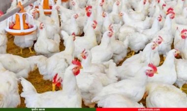 পোলট্রি খাতে ৫২ দিনে ৯৩৬ কোটি টাকা লুট!