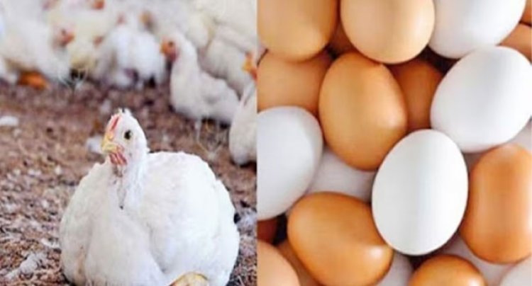 গরুর মতো মুরগির গোশত ডিমও নাগালের বাইরে