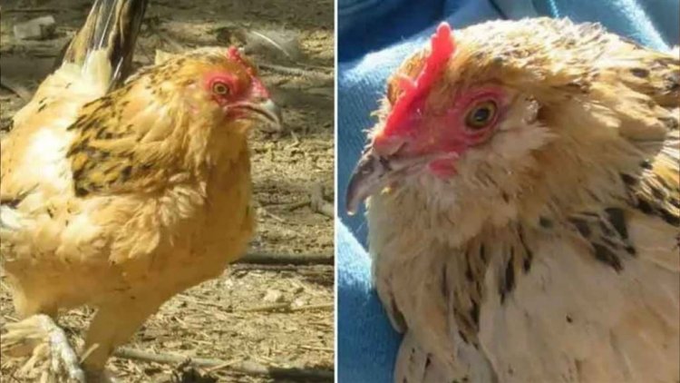 গিনে‌‌স বুকে উঠল এক মুরগি!‌ কেন?‌