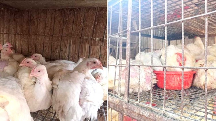 ব্রয়লারের দাম না কমালে আইনি ব্যবস্থা