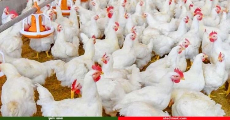 পোলট্রি খাতে ৫২ দিনে ৯৩৬ কোটি টাকা লুট!