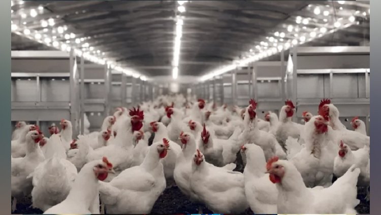 ব্রয়লার মুরগির কেজি নামলো ২০০ টাকায়