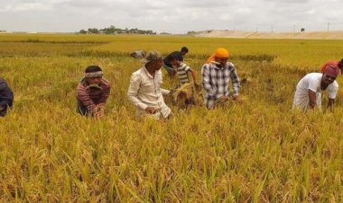 সুনামগঞ্জে হাওরে ধান কাটার সময় বজ্রপাতে ৬ জনের মৃত্যু