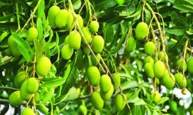 হাজারও গুণে ভরপুর কাঁচাআম, জানলে অবাক হবেন!