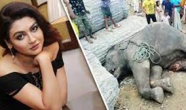 হাতির বাচ্চার জন্য জয়ার মন খারাপ