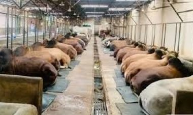 কোরবানির আগেই গরুর দাম বাড়ার শঙ্কা