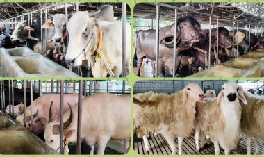ফার্মগুলোতে প্রস্তুত হচ্ছে কোরবানির পশু 
