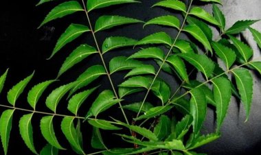 নিমপাতায় কমবে হাই ব্লাড সুগার, খাবেন যেভাবে