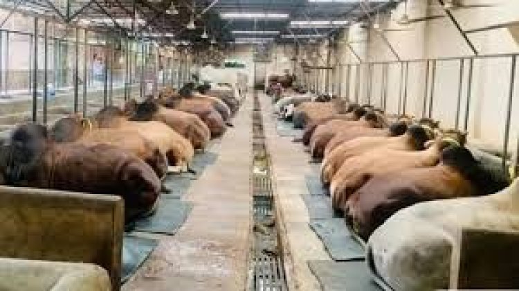 কোরবানির আগেই গরুর দাম বাড়ার শঙ্কা