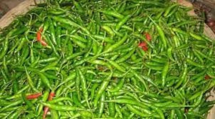 ফলন ও দামে খুশি কৃষক ঠাকুরগাঁওয়ে ১৬৩ কোটি টাকার মরিচ উৎপাদন 