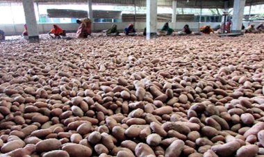 বাড়তি লাভের আশা: হিমাগার থেকে আলু বের করছেন না ব্যবসায়ী-কৃষক, বাড়ছে দাম