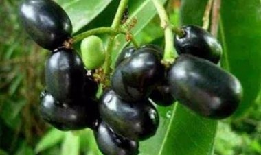 গরমে সুস্থ থাকতে কালোজাম খান