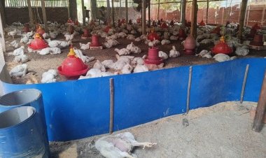 হিটস্ট্রোকে মরছে মুরগি, কমেছে ডিম উৎপাদন