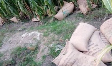 ভুট্টাক্ষেতে মিলল ভিজিএফের ৬০ বস্তা চাল