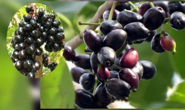 জামের উপকারিতা জানলে অবাক হবেন!