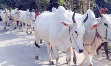 কোরবানির গরু-মাংস আমদানির নির্দেশনা চেয়ে রিট