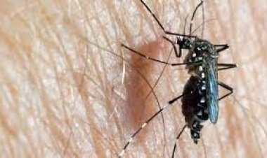 ডেঙ্গু আক্রান্ত হয়ে হাসপাতালে আরও ৩৭১