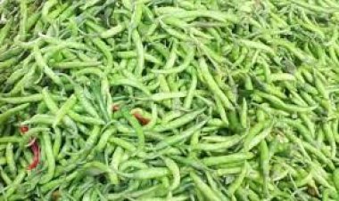 কমেনি কাঁচামরিচের দাম