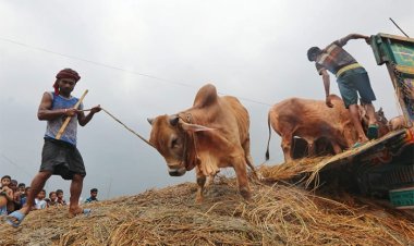 এবার কোরবানিতে ৯৪ লাখ ৪৩ হাজারের বেশি পশু বিক্রি হয়েছে: প্রাণিসম্পদ মন্ত্রণালয়