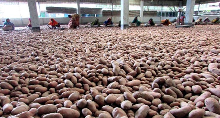 বাড়তি লাভের আশা: হিমাগার থেকে আলু বের করছেন না ব্যবসায়ী-কৃষক, বাড়ছে দাম