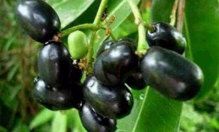 গরমে সুস্থ থাকতে কালোজাম খান