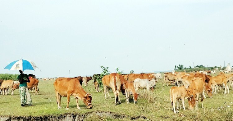 ধু-ধু বালুচরে বাড়ছে আবাদি জমি, কমছে গো-চারণভূমি