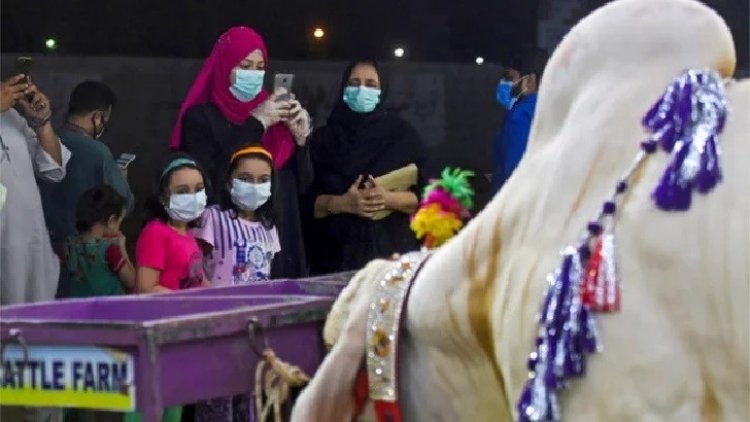 পাকিস্তানে নারীদের জন্য প্রথম গরুর হাট